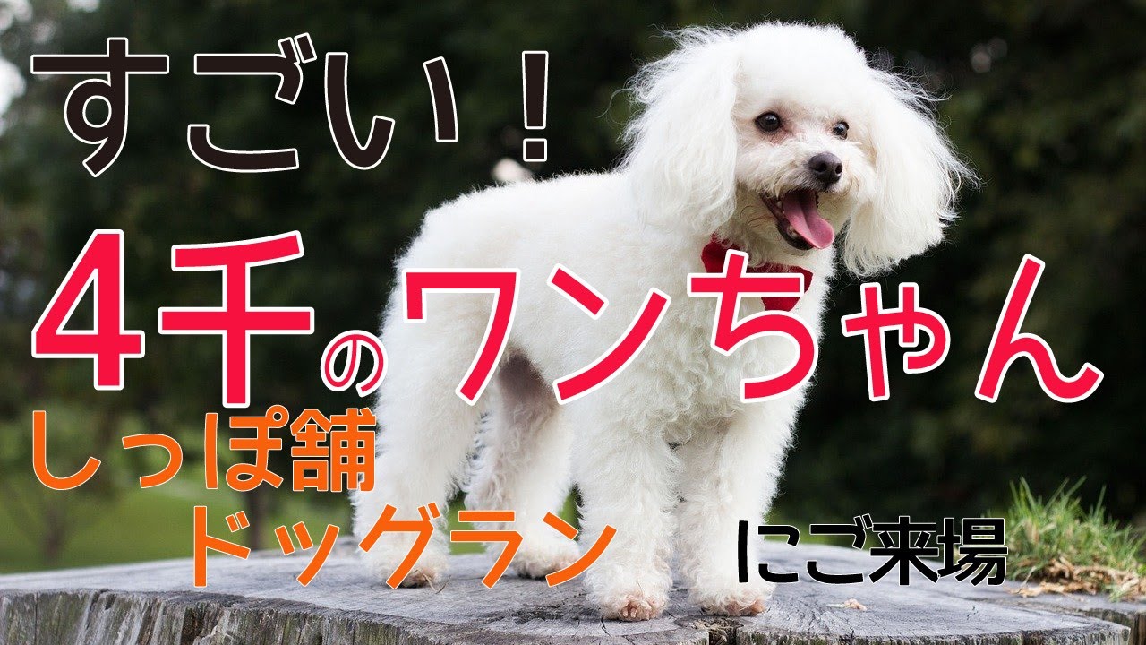 トップページ しっぽ舗ドッグラン 横浜