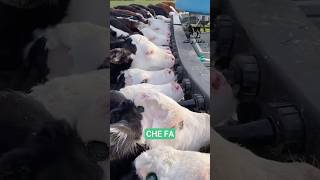 Piccoli dettagli che fanno la differenza per la salute digestiva e la futura crescita!!! #bovini