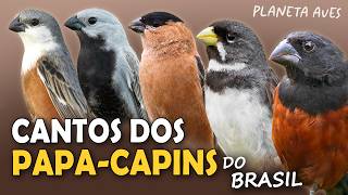 CANTOS dos PAPA-CAPINS, COLEIRINHOS e CABOCLINHOS do BRASIL | Cantos Planeta Aves!