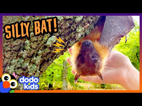 Silly Bat Tries