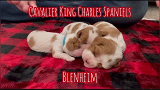 Blenheim Cavalier King Charles Spaniel Puppies  How are they different?