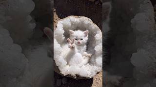 Geode Kitten 🐾🪨 #viral #shorts #cat #kitten #cutecat #catlover #fossil #geode