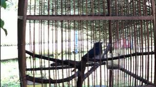 Tledekan / Murai Buluh rajin bunyi