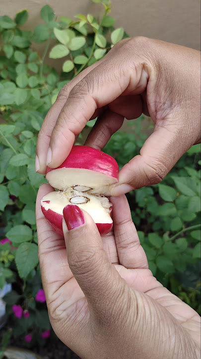 Mahkota Dewa Fruit || Fruit || #asmr