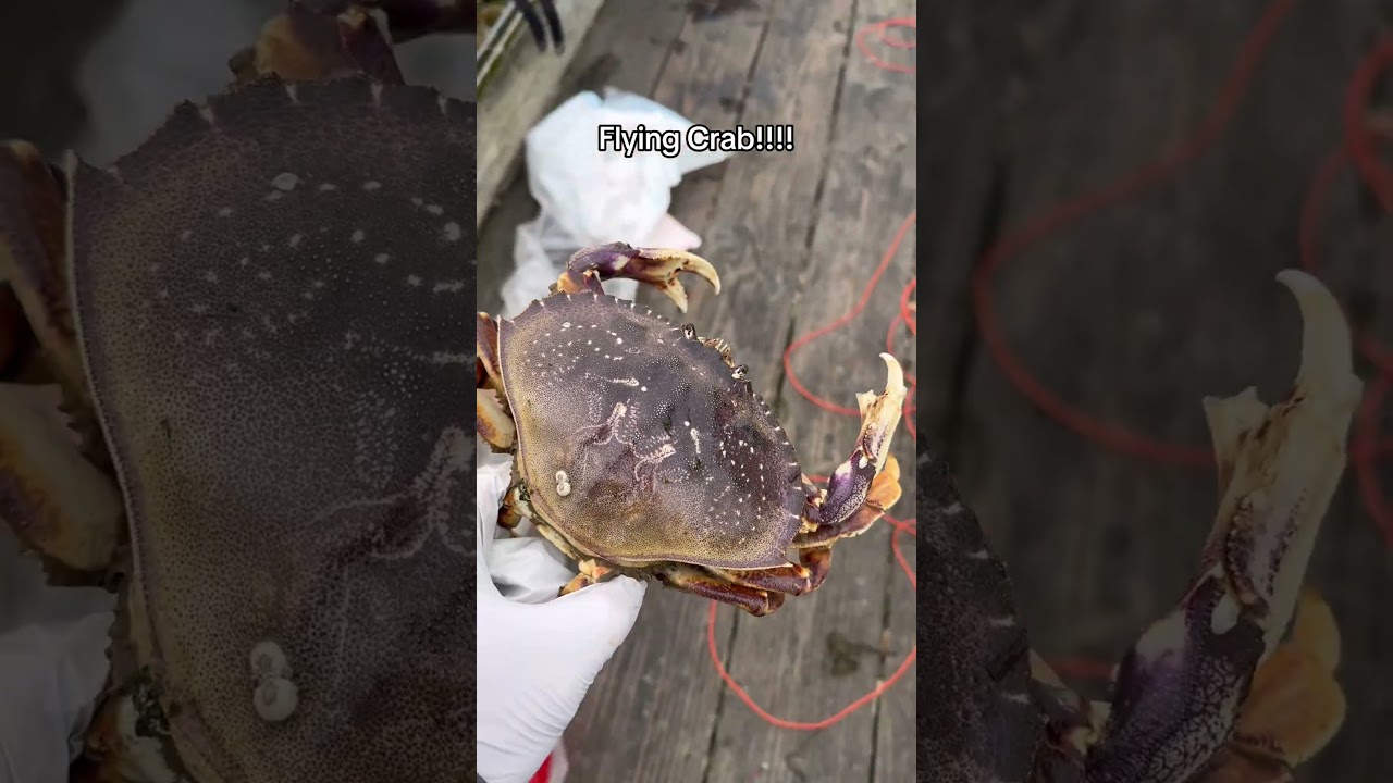 Прекрасный улов!!