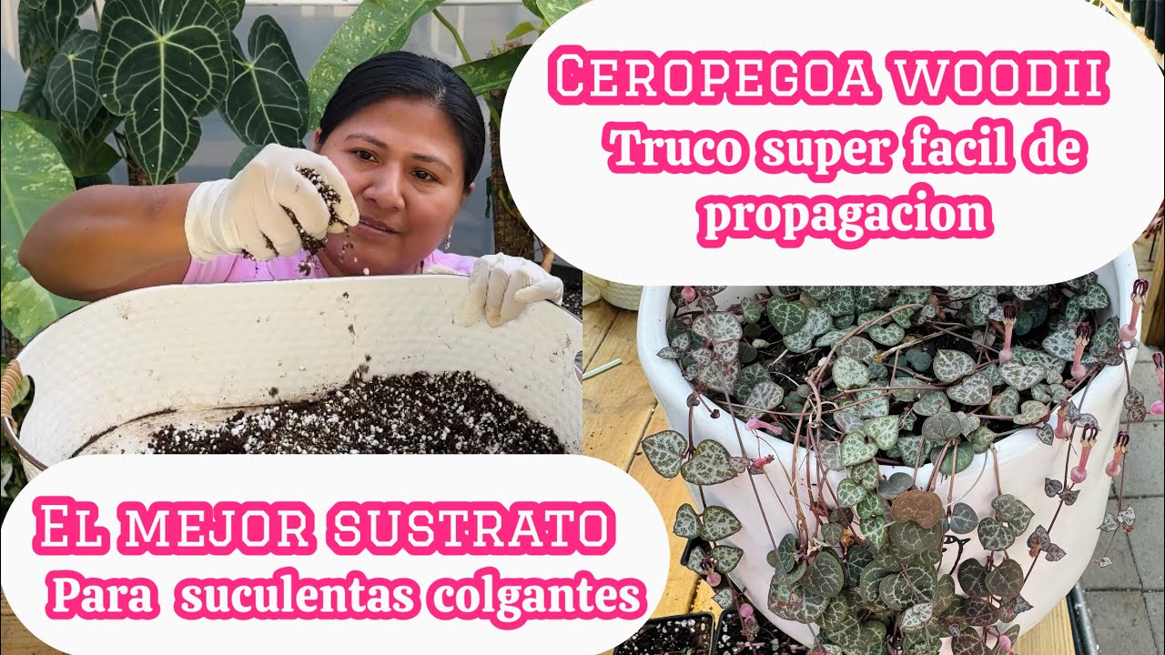 Suculenta Colgante Ceropegia woodii Truco facil de propagacion