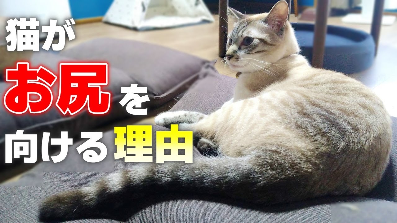 かわいすぎる 猫がお尻を向けてくる隠された真意と5つの気持ち Youtube