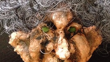 Papier Mâché Troll Head Hair Texture