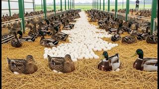 Large Scale Duck Farm Producing Thousands of Eggs Daily