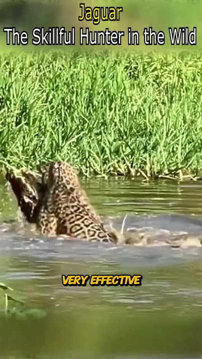 Jaguar: The Ultimate Wild Hunter! #animals #wildlife #animalattacks #facts #shorts #jaguar