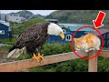 This eagle meets cat every morning  until one day something surprising happens