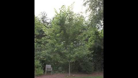 Autumn Blaze Maple Tree - 8.5 Years of Growth