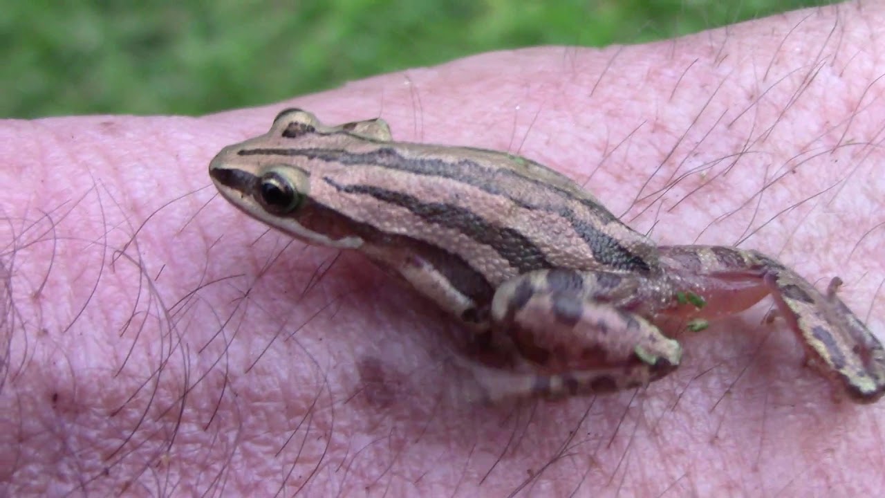 A Close Look At A Boreal  Chorus Frog - Found While I Was Mowing