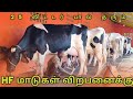 HF COW SALES IN TIRUVANNAMALAI | HF பசு மாடுகள் | Tirupathi balaji farm | Uzhavan Tv