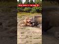 Wildlife Wild Boar Vs Dog Wild Boar Attacked On Dog Wildlife Fight Animals 