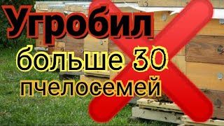 Погибло больше 30 пчелосемей. Ошибки в пчеловодстве.