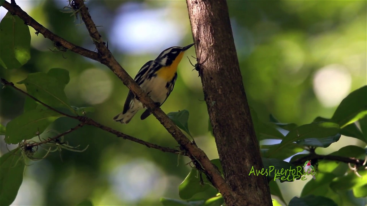 REINITA GARGANTIAMARILLA (Yellow-throated Warbler, Setophaga dominicana