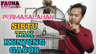 BURUNG SIRTU/ CIPOH TAKKUNJUNG GACOR DISINI MASALAHNYA