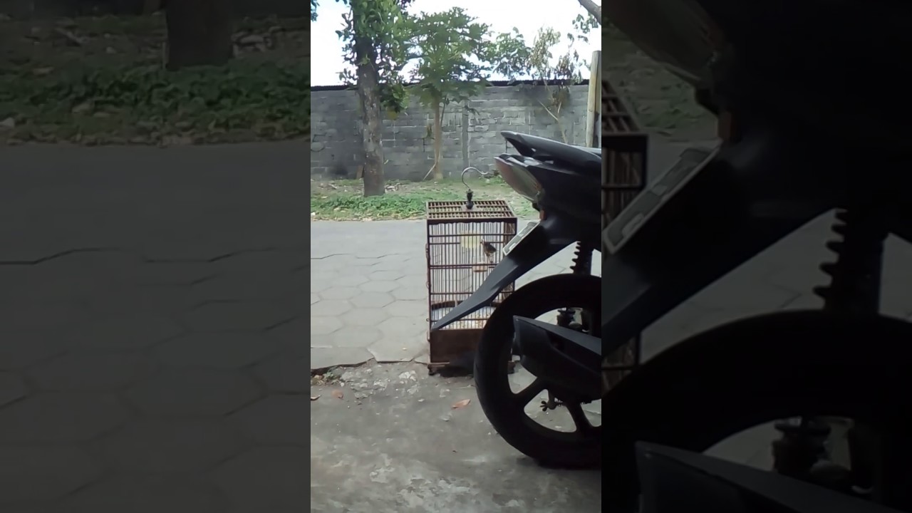 Kicau toli-toli yang melengking 
