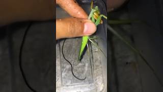 Download Lagu Keluarin cacing ditubuh belalang pake air es😱#036 #experiment #belalang #cacing MP3