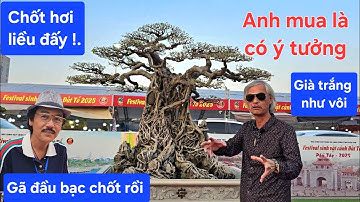 Mọi người vây kín để xem GÃ ĐẦU BẠC mua cây sanh già trắng như vôi