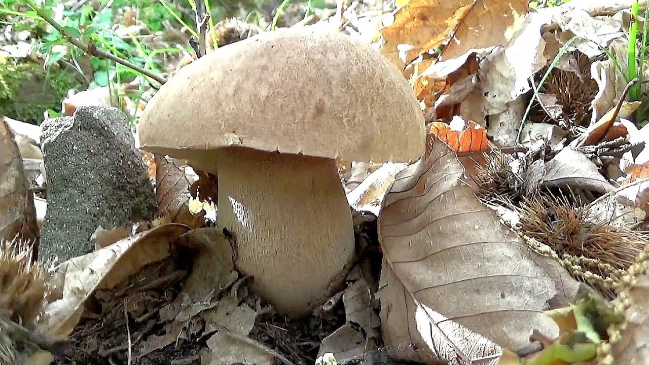 FUNGHI PORCINI DI GIUGNO... Estatini a 30 gradi YouTube