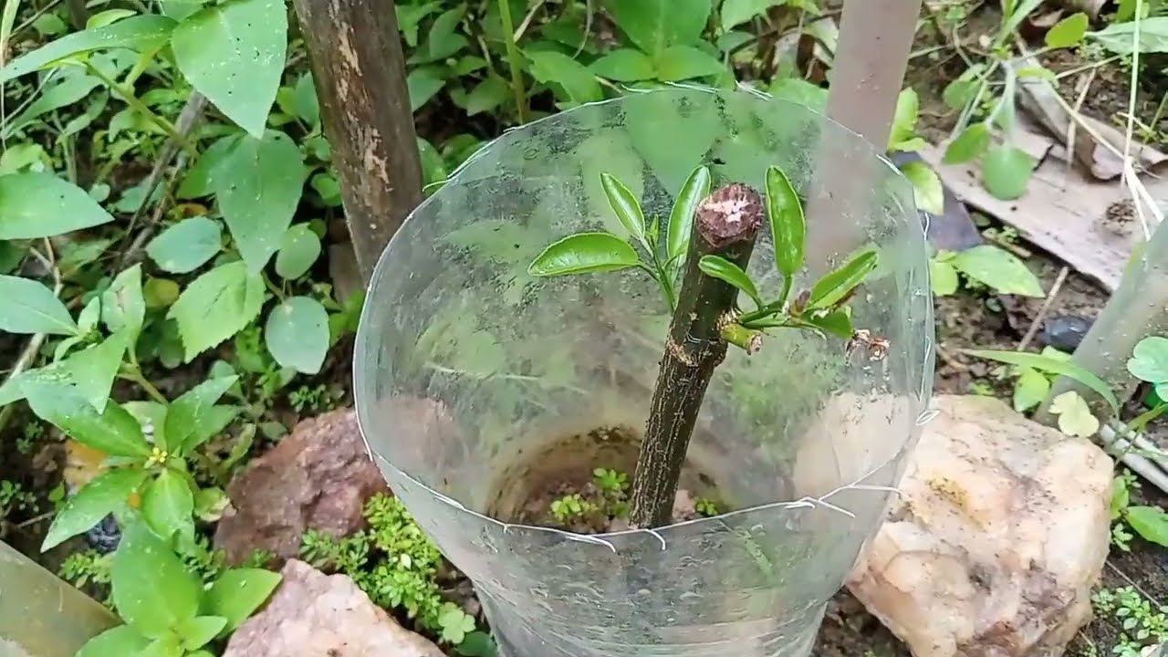 como fazer estaquia de tangerina ponkan direito no solo #pesqueeplante