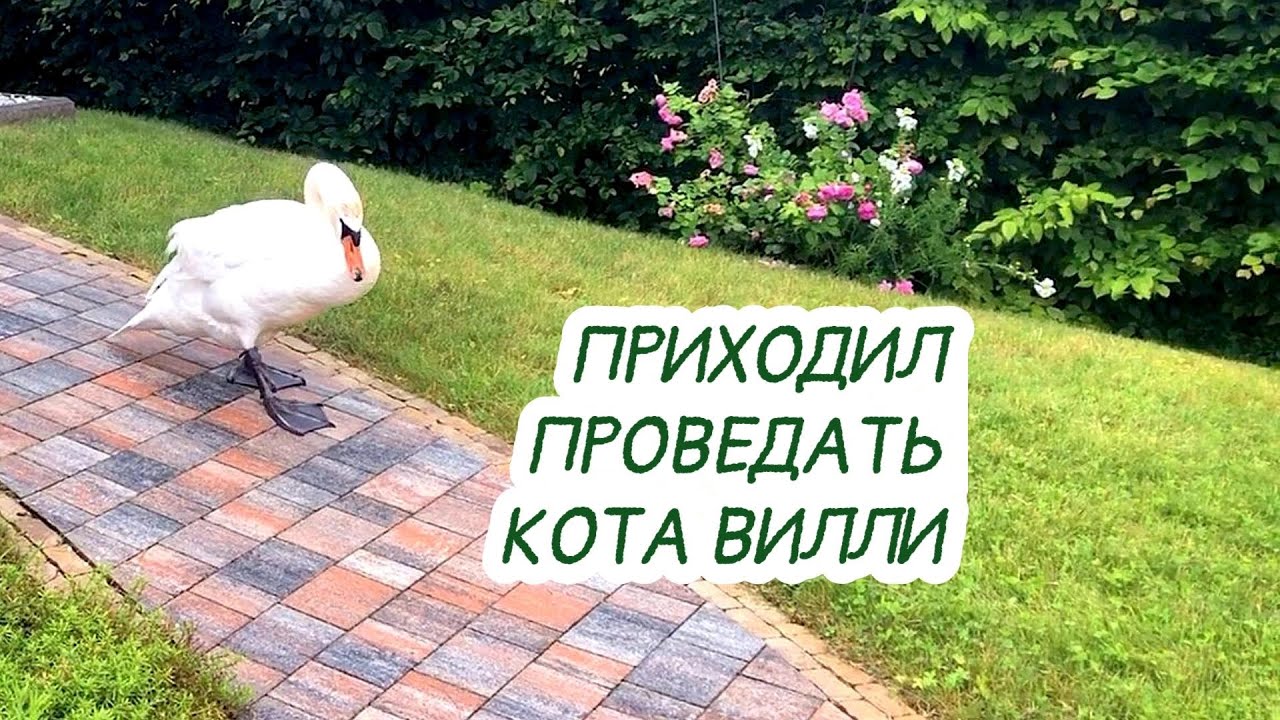 Кот вилли
103
