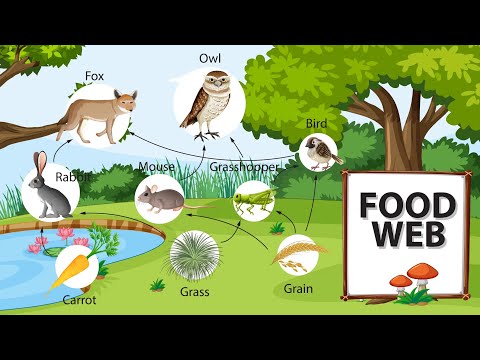 Definition of Food web | what is food web | food web - YouTube