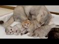 The kitten is adorable when it squeaks every time its older cat brother bites it.
