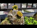 イワヒバ(岩松) 水石付き　2023.5.2