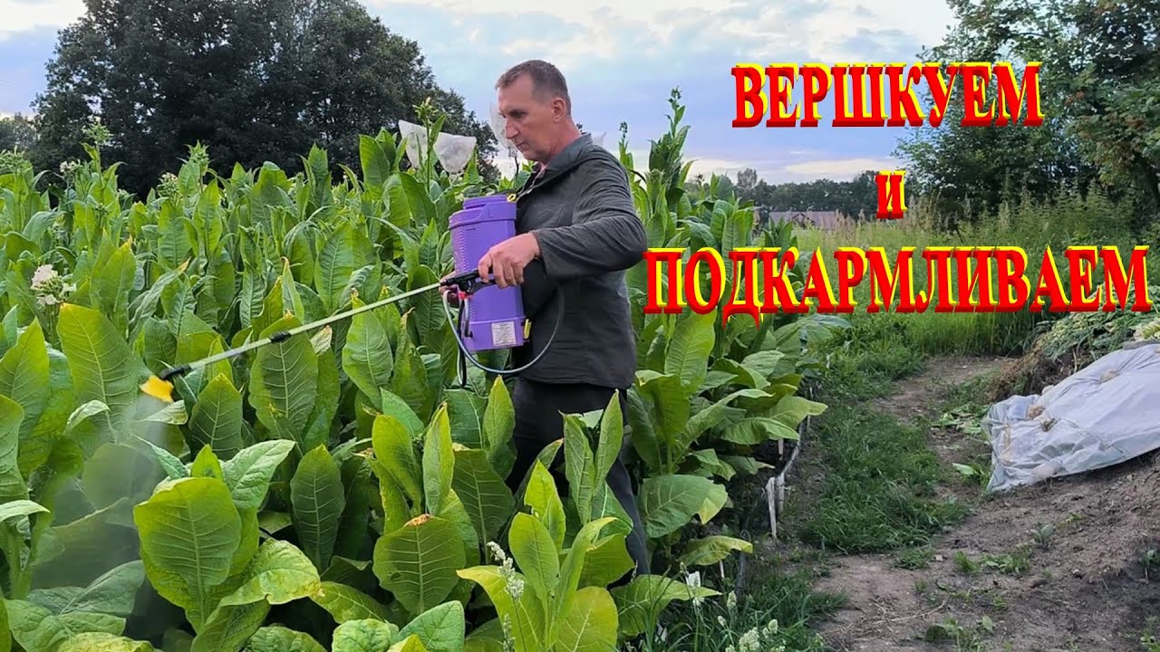 Жаркий летний день. ВЕРШКУЕМ и ПОДКАРМЛИВАЕМ ТАБАК. Спасаем клумбы от ...