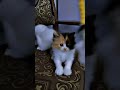 Persian calico kitten playing mode