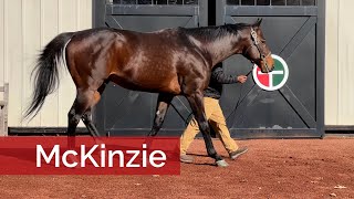 McKinzie Progeny Look the Part in Sales Ring