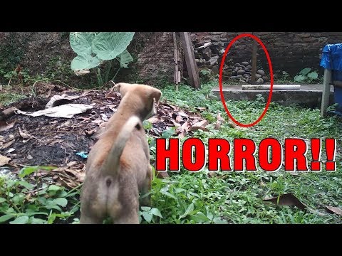 Video: Hantu Anjing Yang Mati Pulang Ke Rumah - Pandangan Alternatif