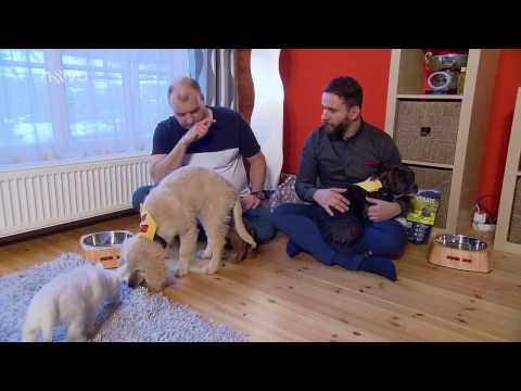 Video: Jak Se Starat O štěně