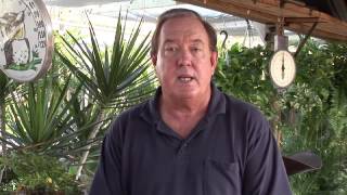 Growing Roses for Beginners