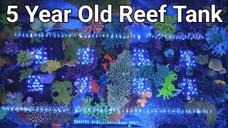 5 Year Saltwater Tank Update (Red Sea Reefer) by Reef Dork 9,793 views 9 months ago 5 minutes, 45 seconds