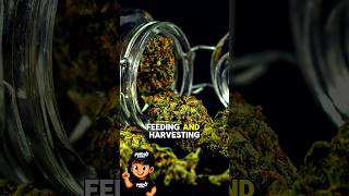 The Most Overlooked Stage of Cannabis Cultivation? | The Science of Curing Explained #shorts