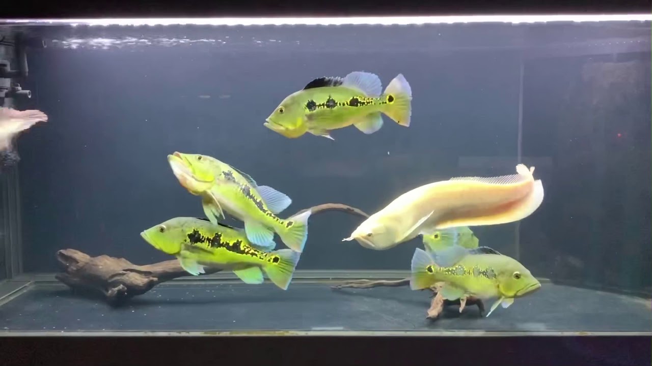 Peacock bass with silver arowana community tank ! YouTube