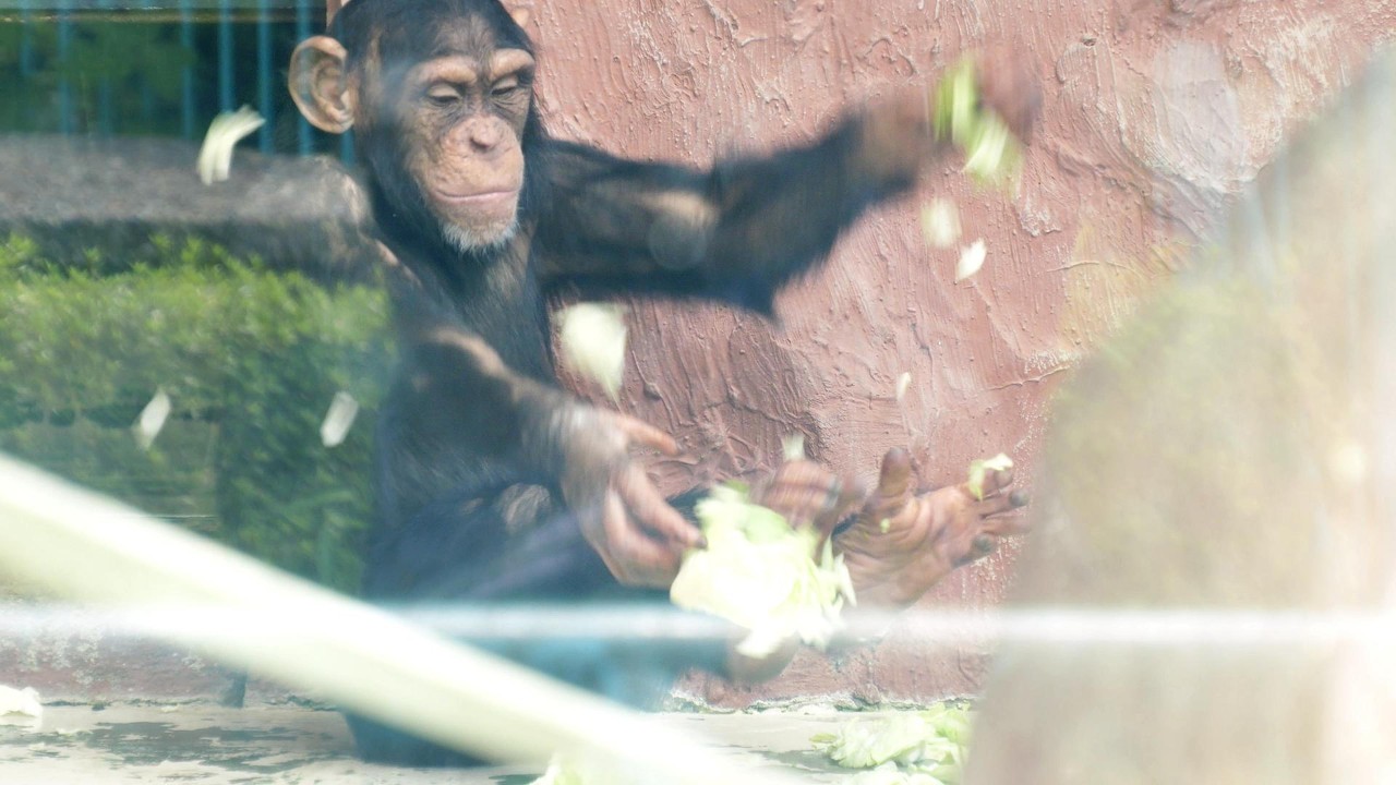 コハルのキャベツ有効活用法 野毛山動物園 チンパンジー 202606