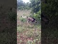 Onde tenho paz #fyp #fypシ #fypシ゚viral #pecuarista #viral #fazenda