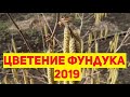 Фундук. Цветение. Весна 2019.