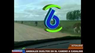 Animales Sueltos Camino a Casalins - PILA