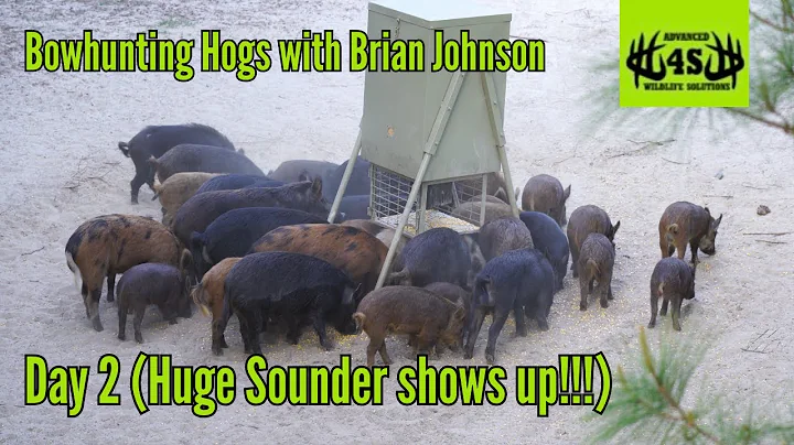 Bowhunting Pigs with Brian Johnson The Anatomy Hunter(Day 2)