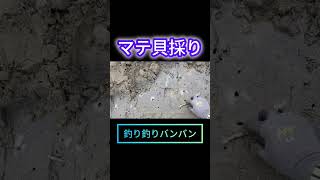 #北九州釣り #マテ貝 #潮干狩り #マテ貝掘り #北九州釣り #釣り好きな人と繋がりたい #釣り #釣り釣りバンバン