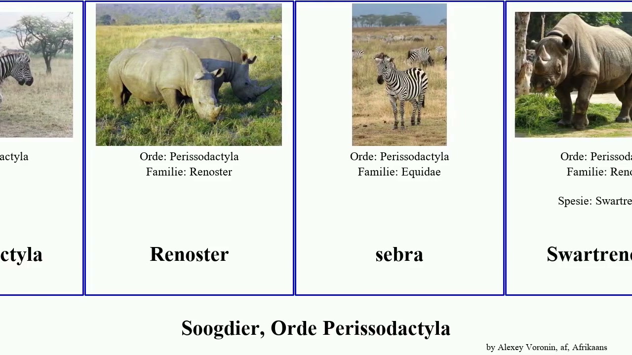 Soogdier, Orde Perissodactyla mammal ungulate Fuse Target French sebra Bontkwagga Tapir Bergkwagga