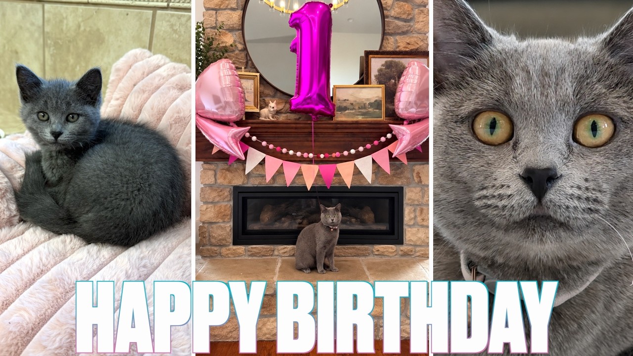 HAPPY BIRTHDAY LUNA! FAMILY CAT'S FIRST BIRTHDAY | OUR KITTEN TURNS ONE