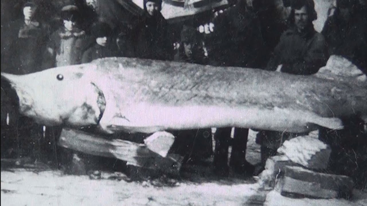 SPOMIENKY NA RIEČNE VEĽRYBY