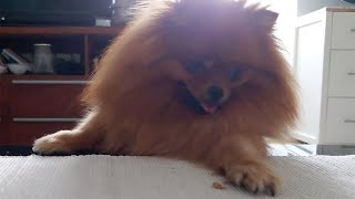 Pomeranians persistence pays off by Vickynga 18 views 1 year ago 1 minute, 46 seconds